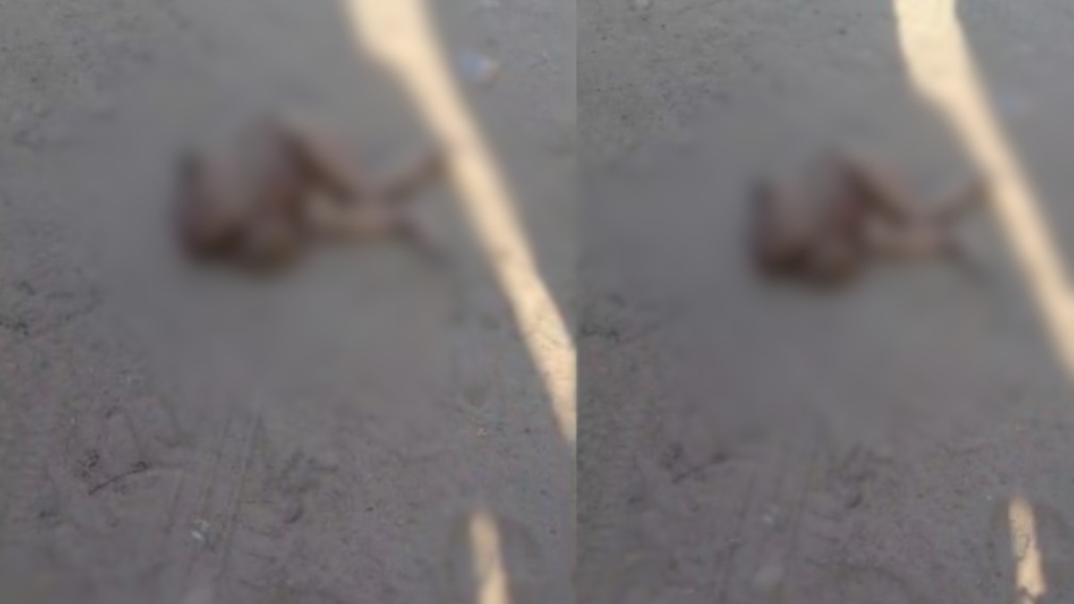 बेरहम मां: सड़क किनारे मिला नवजात का सिर कटा शव, शरीर का आधा हिस्सा गायब, जांच में जुटी पुलिस