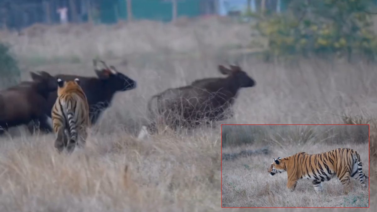 Satpura Tiger Reserve Video: दबे पांव गया फिर भी शिकार से चूका टाइगर, ऐसे चकमा देकर भगा बायसन का झुंड, देखें वीडियो