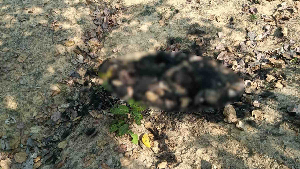 जंगल में मिला भालू का क्षत-विक्षत शव, कई अंगों के गायब होने से शिकार की जताई जा रही आशंका…