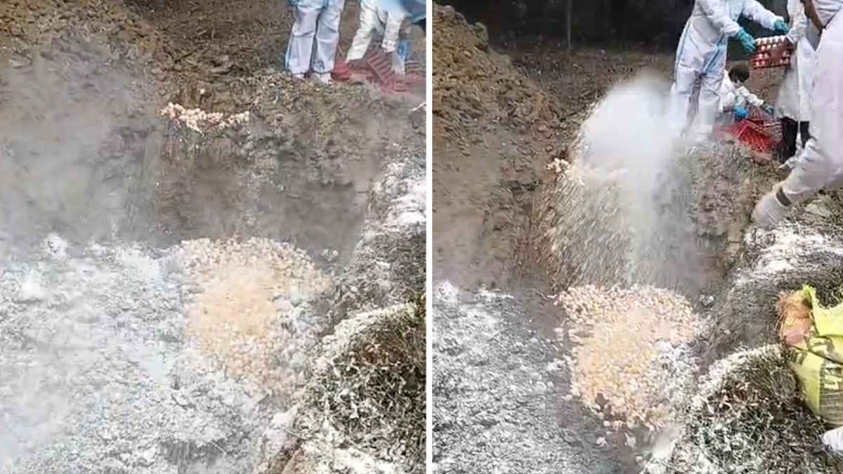 बड़ी खबर : रायगढ़ में मिला बर्ड फ्लू का केस, रातों-रात 12000 चूजों और 17000 अंडों के साथ नष्ट की गई पोल्ट्री फार्म की 5000 मुर्गियां…