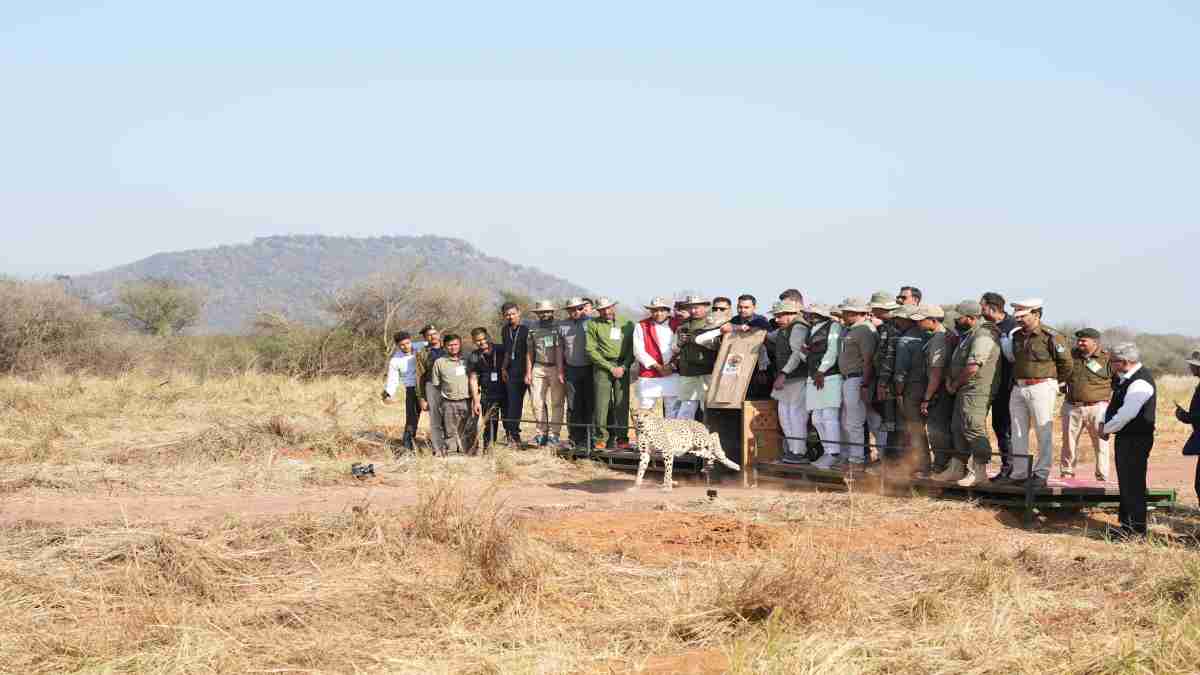 कूनो के खुले जंगल में दौड़ लगाएंगे आशा और धीरा, CM डॉ. मोहन ने 2 मादा चीता के साथ 3 शावकों को किया रिलीज