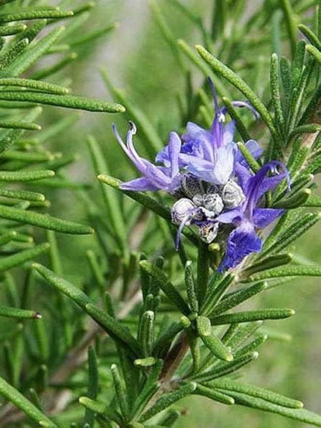 Rosemary Benefits: गुलमेंहदी की पत्तियों के कई लाभ, चाय पीने से लेकर खाने तक…