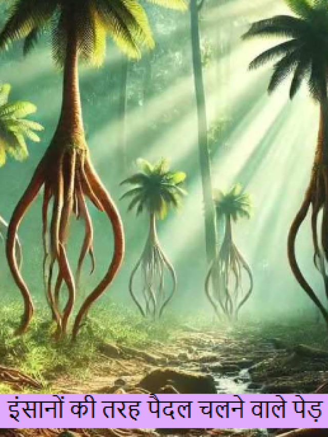 इंसानों की तरह पैदल चलता है ये पेड़