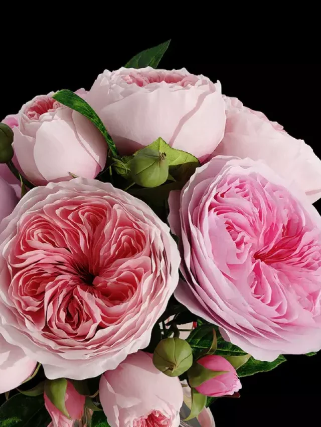 Rose Day Special:  Rolls Royce की कार से भी महंगा है ये गुलाब, जानें कीमत