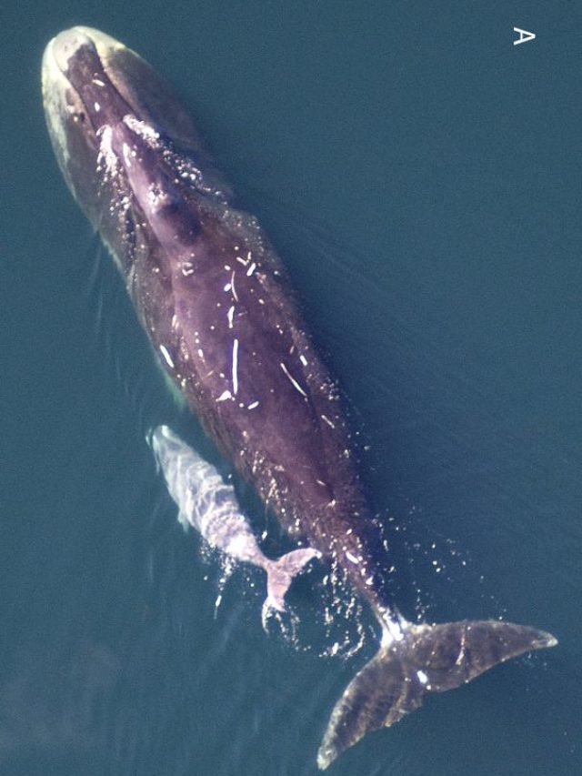 200 साल से भी ज्यादा जीती है ये अनोखी मछली …