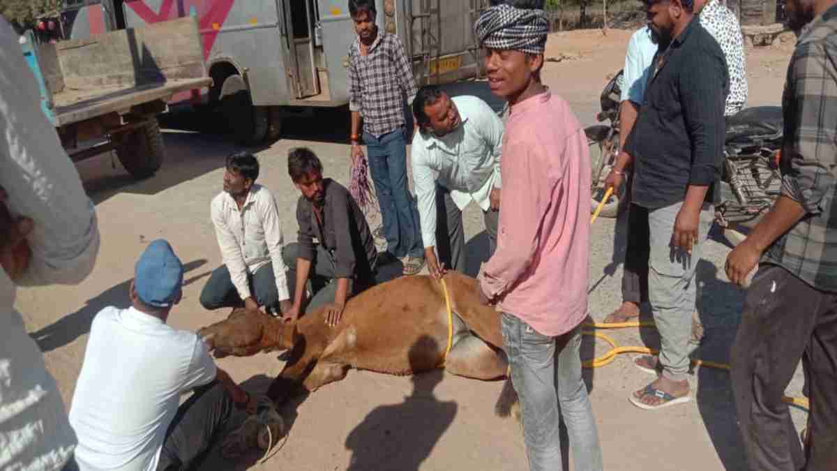गधों का आतंक: शिवपुरी में बाइक सवार पर झुंड ने किया हमला, युवक को मुंह पर लगे 12 टांके