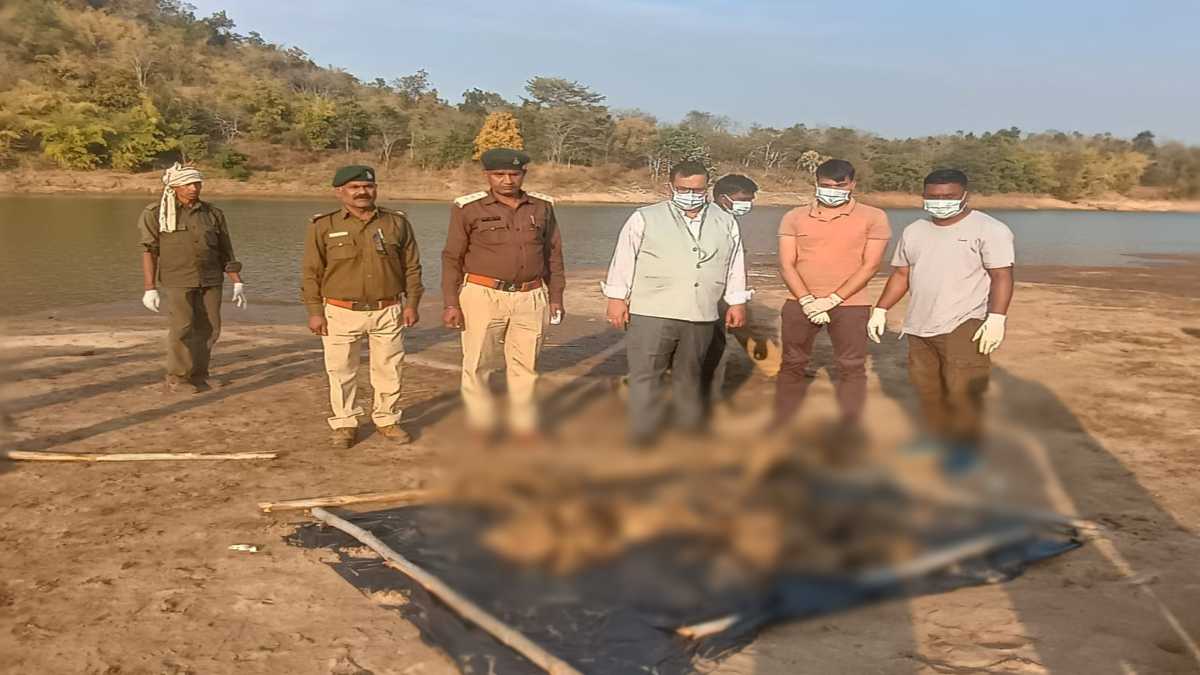 बांधवगढ़ टाइगर रिजर्व में मिला हाथी के बच्चे का कंकाल, पोस्टमार्टम के बाद किया अंतिम संस्कार, जानिए मौत की वजह?