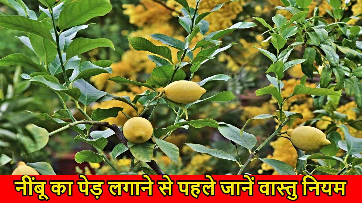 Vastu Shastra: घर में लगाना चाहते हैं नींबू का पेड़, पहले जानें इसके वास्तु नियम…