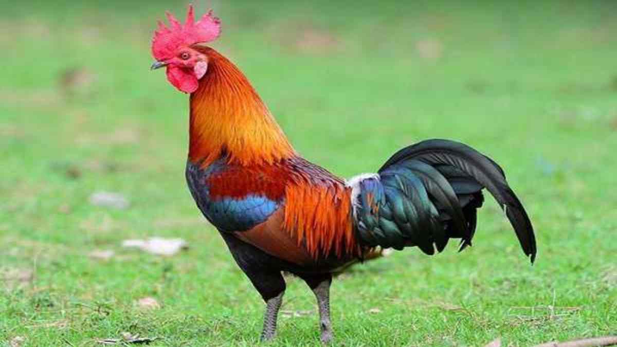 मुर्गा पक्षी है या जानवर? हाईकोर्ट पहुंचा बहस, साइंस और कानून की बातें जानकर आप भी हो जाएंगे हैरान