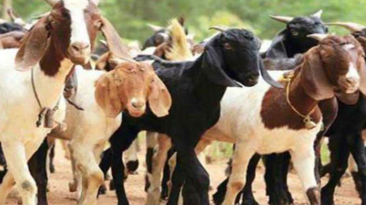 बदमाशों ने हद कर दी…बंदूक की नोंक पर आदिवासी दंपति को बनाया बंधक, फिर लूट ले गए 40 बकरियां, अब तलाश में जुटी खाकी