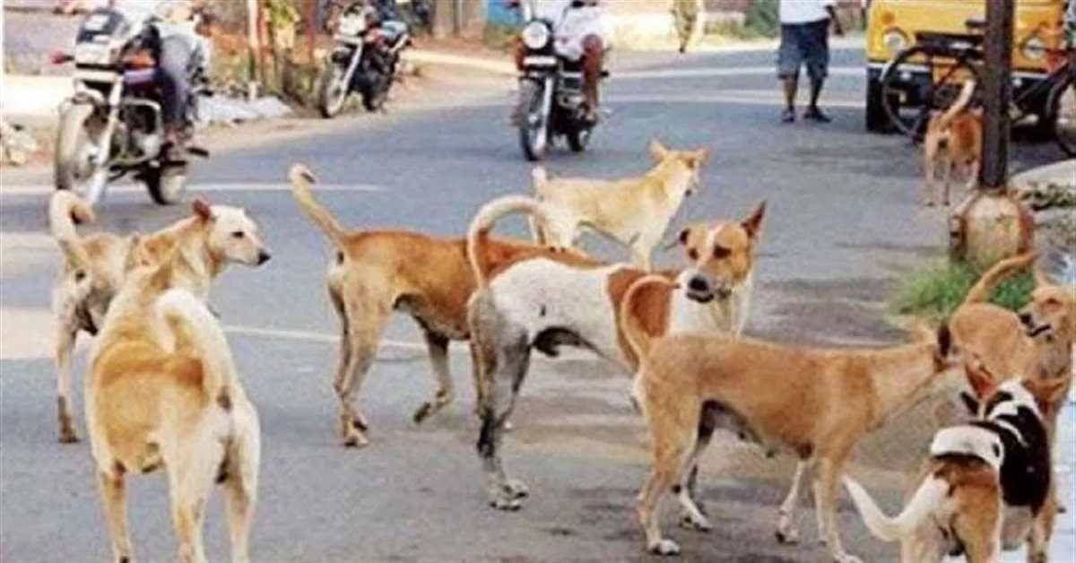 खेल-खेल में मौत के मुंह में समाया मासूमः आवरा कुत्तों ने 10 साल के बच्चे पर किया हमला, नोंच-नोंचकर ले ली जान