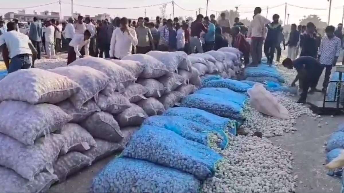 लहसुन ले डूबा: पिछले साल के मुकाबले कीमतों में 10%  गिरावट, अन्नदाताओं की मेहनत पर फिरा पानी