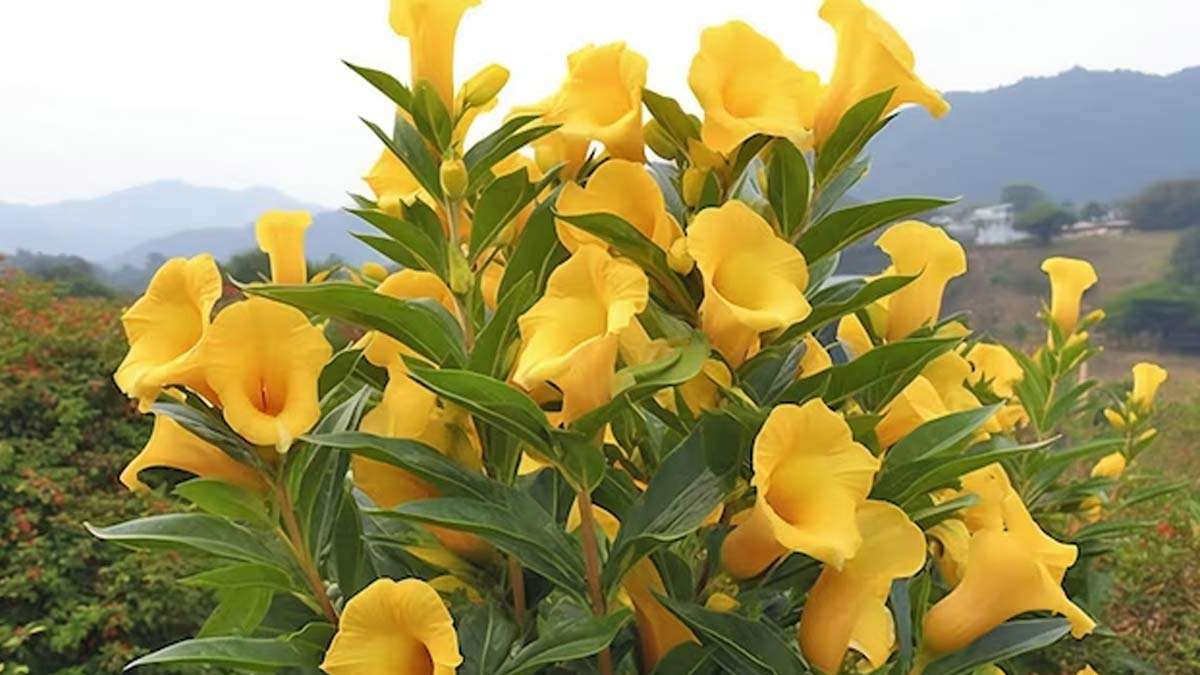 भोलेनाथ को प्रिय है आयुर्वेद में लाभ देने वाला कनेर का फूल, यहां जानें इसके अद्भुत फायदे …