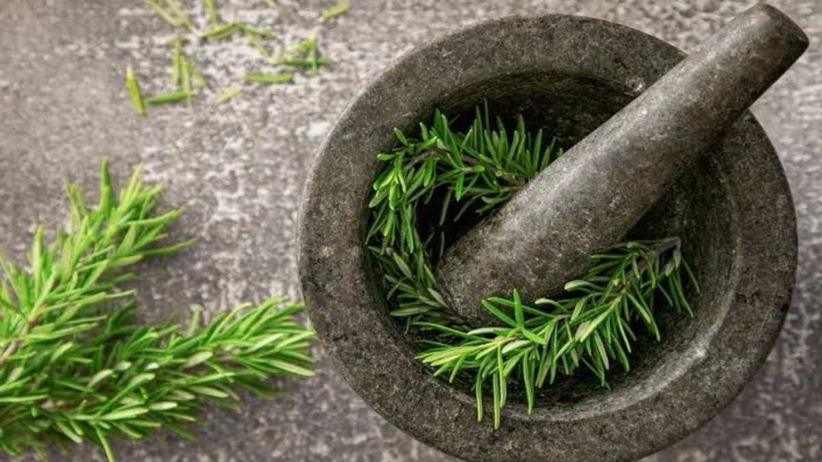 Rosemary Leaves Benifits: गुलमेंहदी की पत्तियों के कई लाभ, इस तरह करें इसका उपयोग…