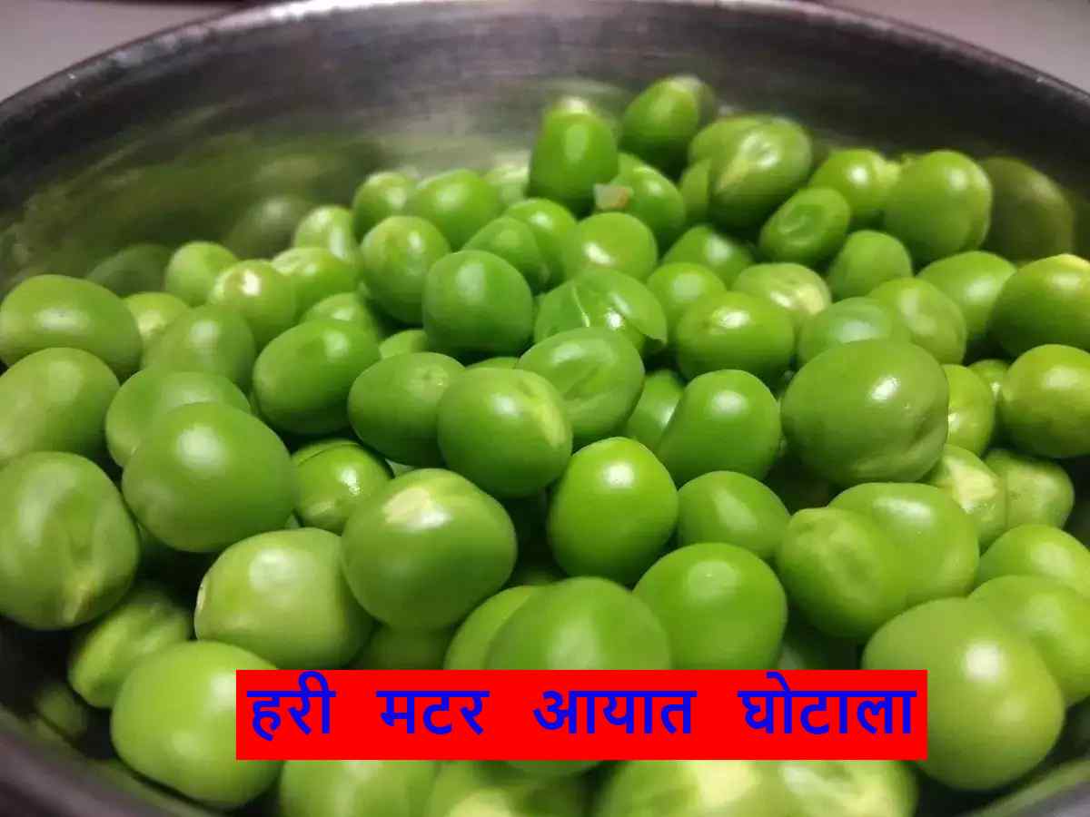चैन्नई हरी मटर आयात घोटाला: 2 करोड़ के हरी मटर आयात घोटाले में कस्टम अतिरिक्त आयुक्त को नहीं मिली जमानत, 25 फरवरी तक जेल