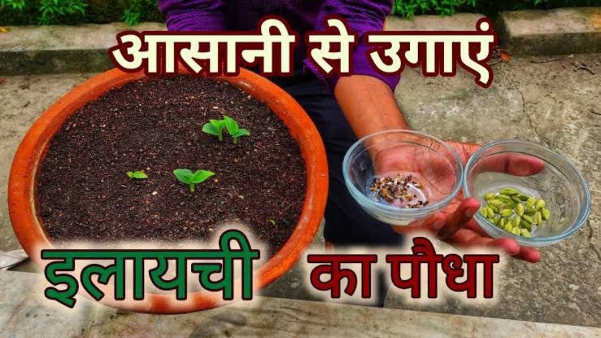 Grow Elaichi at Home: घर पर इलायची उगाना है बहुत आसान, बस फॉलो करें ये स्टेप्स…