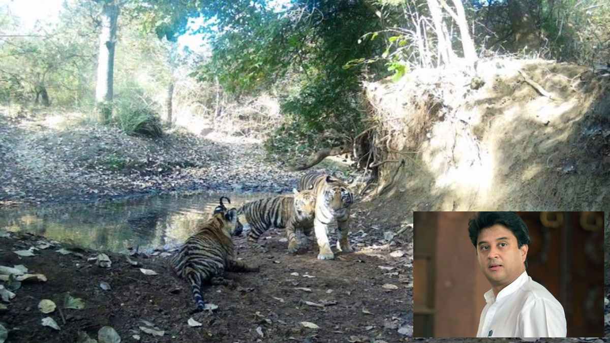 बाघिन एमटी-3 को रास आ रहा माधव नेशनल पार्क, केंद्रीय मंत्री सिंधिया ने सोशल मीडिया पर शेयर की टाइगर फैमिली की तस्वीर
