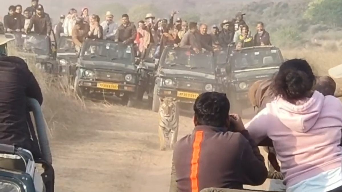 पीछे सैकडों की भीड़, आगे शवकों के साथ बाघिन, फिर हुआ कुछ ऐसा कि सौलानियों के छुटे पीसने