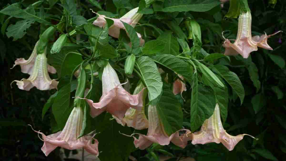 Angel Trumpet Flower: काले धतूरे के तांत्रिक और आध्यात्मिक प्रयोग, जाने कैसे…