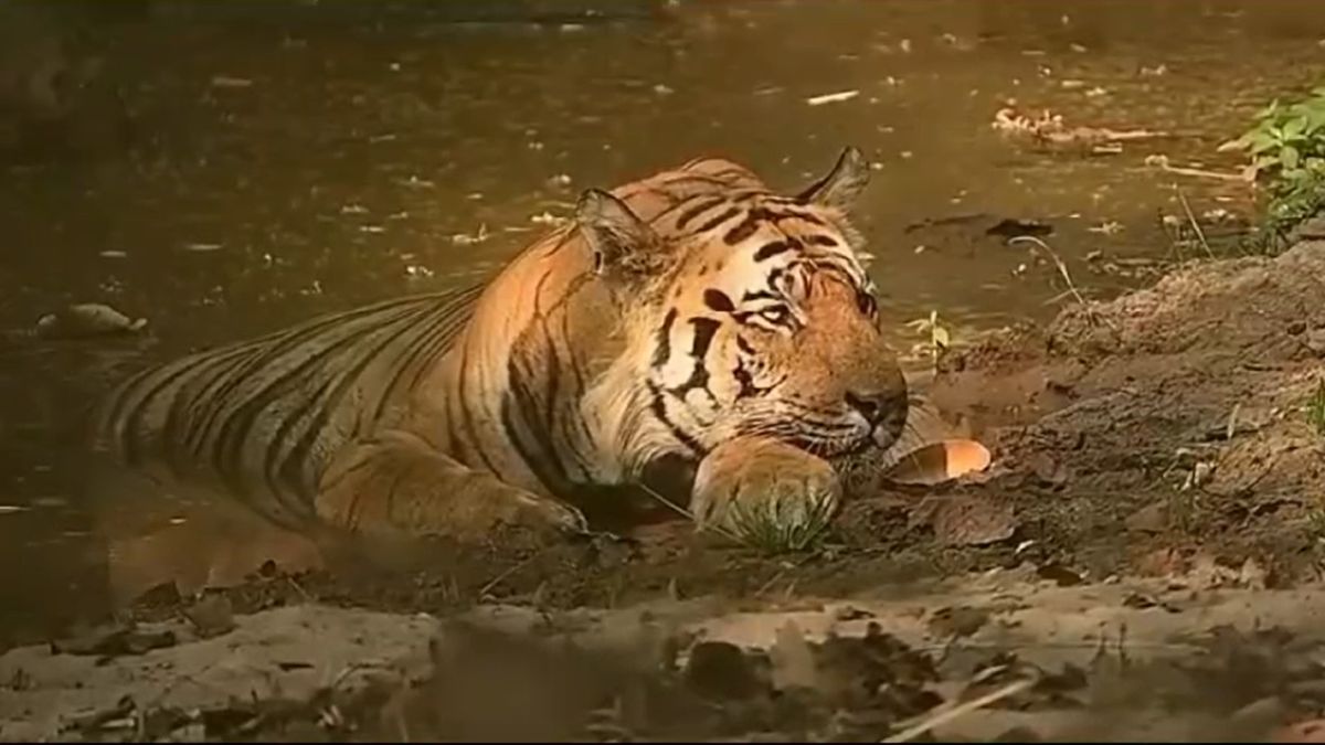 Big Breaking: बांधवगढ़ टाइगर रिजर्व के बाघ ‘छोटा भीम’ की मौत, वन विहार में इलाज के दौरान तोड़ा दम