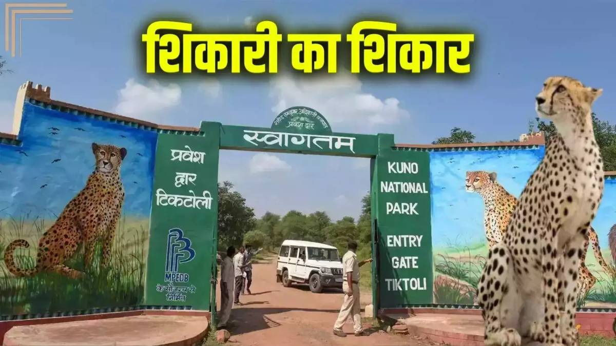 बड़ी खबरः MP के जंगलों में दूसरे राज्यों के कुख्यात शिकारियों की घुसपैठ, आधा दर्जन फॉरेस्ट सर्कल में हाईअलर्ट, पंजाब के कल्ला बावरिया से पूछताछ में खुलासा