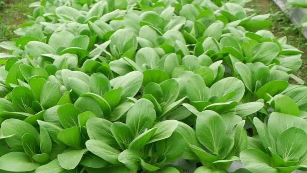 Bok Choy: बोक चॉय की बढ़ती डिमांड से इसकी खेती बनी फायदे का सौदा, 30-45 दिन में फसल तैयार…