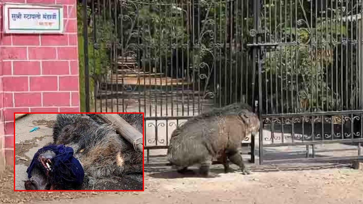 रिहायशी इलाके में पहुंचा जंगली सूअर, DFO बंगले के गेट में फंसा, रेस्क्यू के दौरान लोगों पर किया हमला