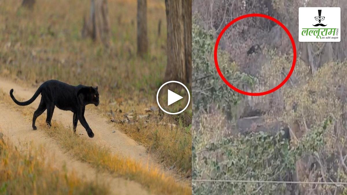 VIDEO: मां दंतेश्वरी के पहाड़ पर दिखा दुर्लभ काला तेंदुआ, रिहायशी इलाके के करीब पहुंचने से मचा हड़कंप, वन विभाग बेपरवाह!