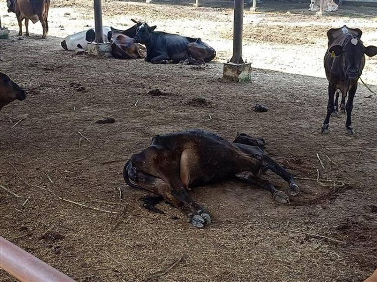 8 पशुओं की मौत के बाद चंडीगढ़ मेयर एक्शन में, गौशाला निरीक्षण की तैयारी