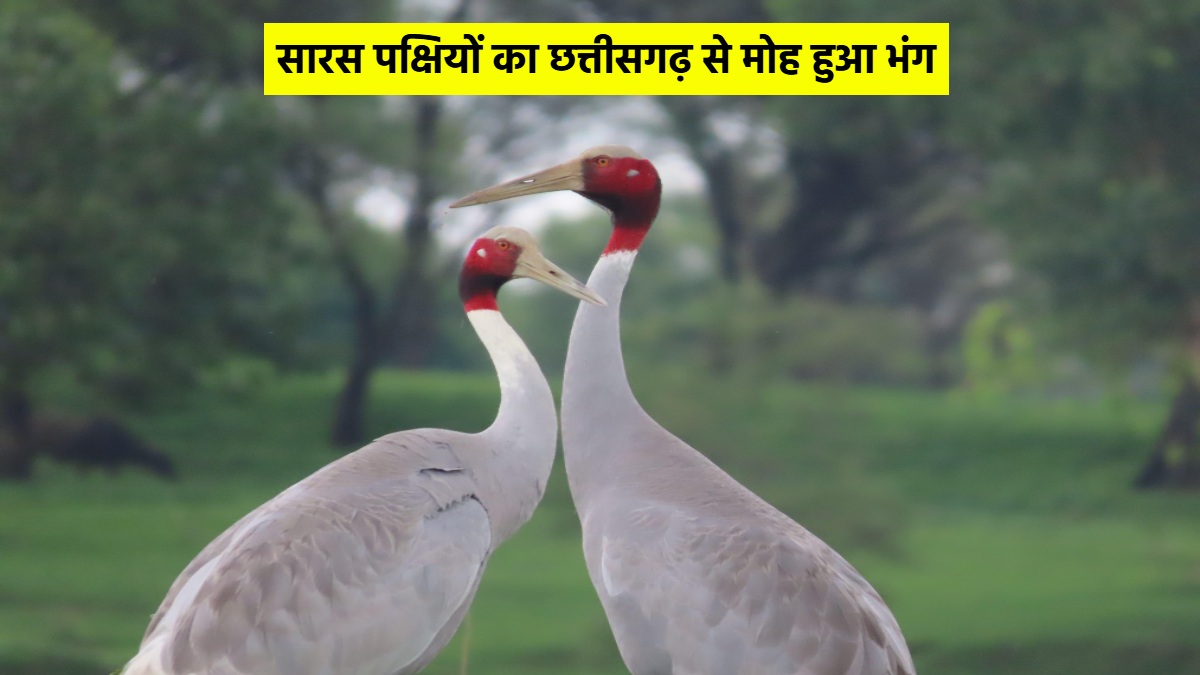 सारस पक्षियों का छत्तीसगढ़ से मोह हुआ भंग, 2005 में थे 20 पक्षी, अब बचे हैं सिर्फ 1 जोड़ी