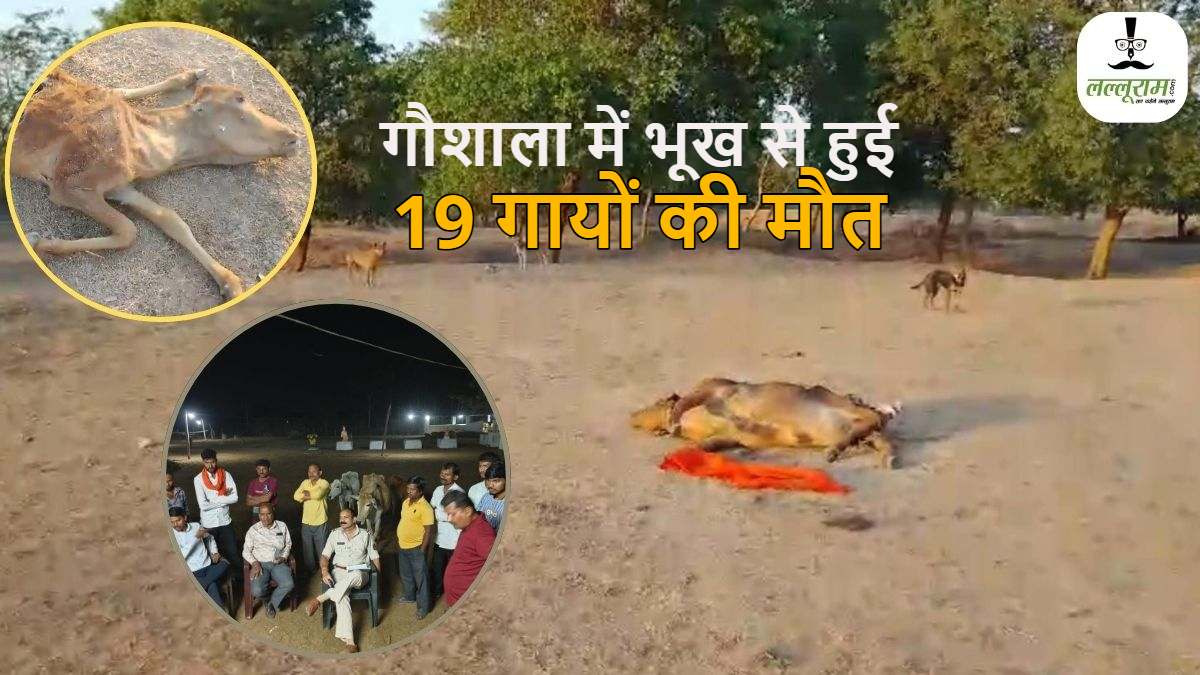 CG News: VHP का आरोप- गौशाला में भूख से हुई 19 गायों की मौत, केयरटेकर को 2 महीने से नहीं मिली सैलरी तो नहीं खिलाया चारा