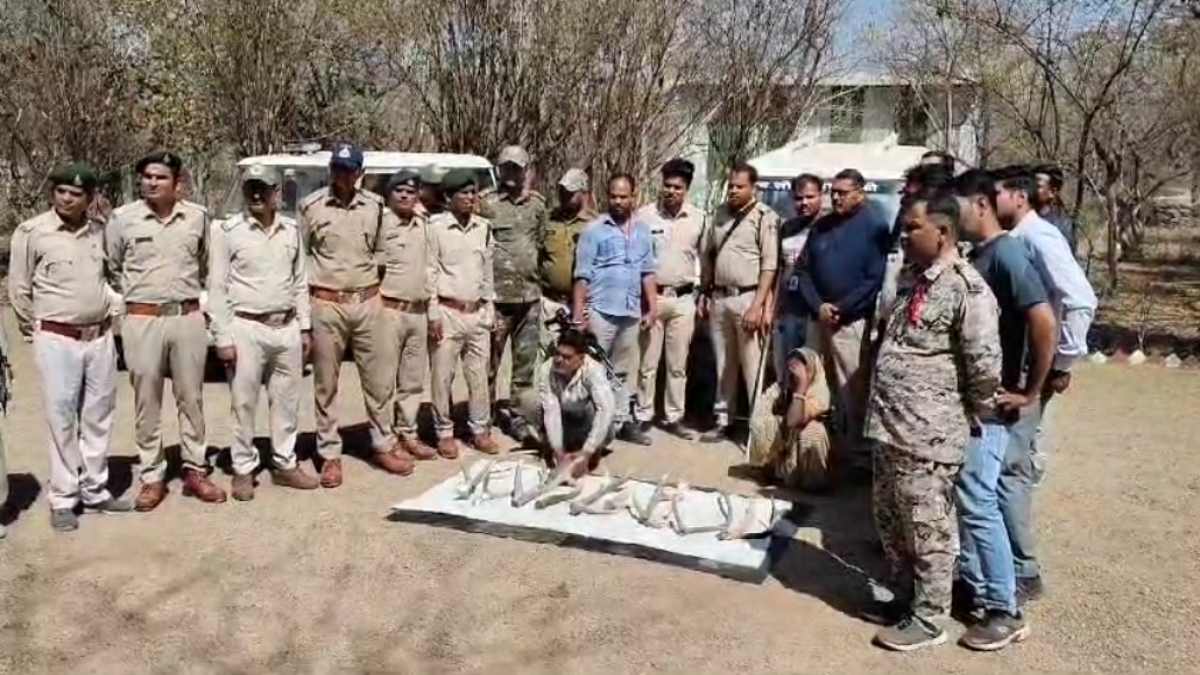 STF की बड़ी कार्रवाई: व्यापारी बनकर दो शिकारियों को किया गिरफ्तार, आरोपियों से चीतलों से शिकार किए 11 सींग बरामद