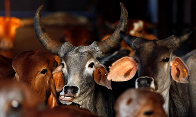 लुधियाना : तीन क्विंटल गौ मांस के साथ एक की गिरफ्तारी