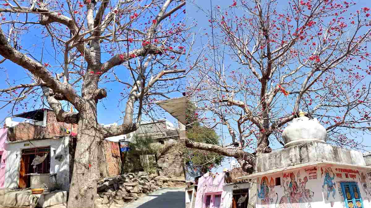 होली का डंडा बना विशाल पेड़! यहां सदियों से नहीं जली होलिका, जानिए क्या है अनोखी मान्यता के पीछे की कहानी