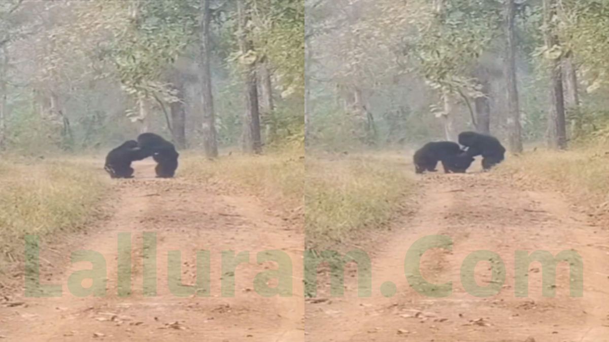 पहलवानी तो गजब की है! STR में कुश्ती लड़ते दिखे 2 भालू, VIDEO देख आप भी हो जाएंगे हैरान