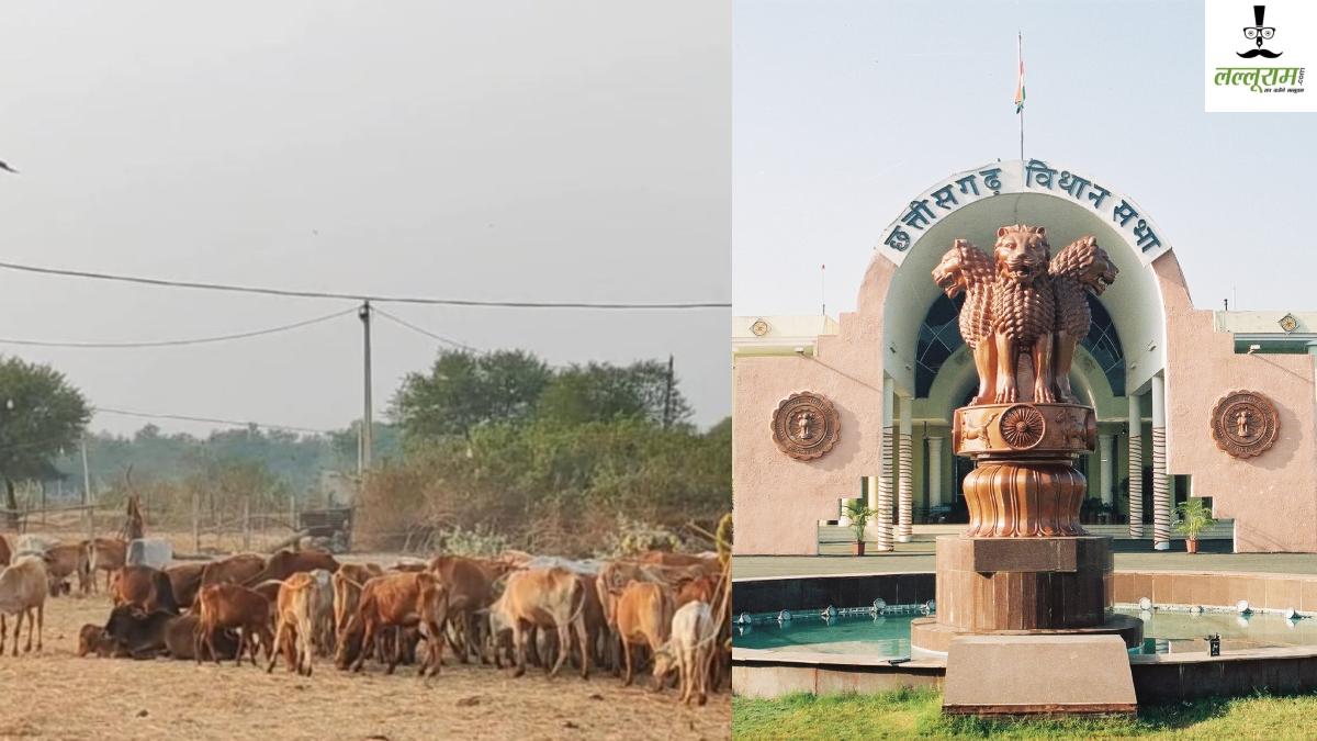 20 गायों की मौत का मामला : विधायक रोहित साहू ने नगर पंचायत और पशु धन विभाग को ठहराया जिम्मेदार, जांच की मांग
