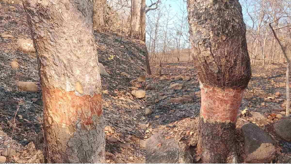 बुरहानपुर में गोंद का खेल: अवैध तरीके से किया जा रहा इकट्ठा, नियमों को ताक पर रखकर जारी किए गए लाइसेंस