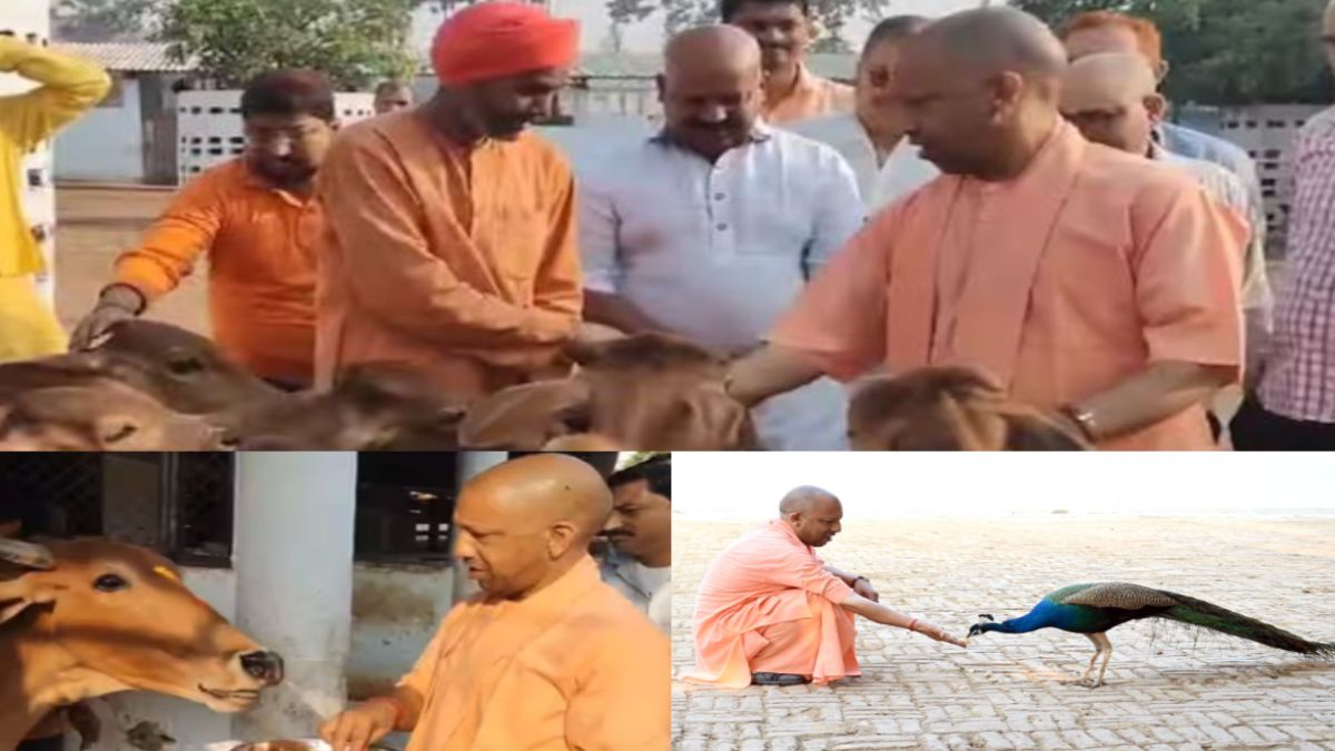 CM Yogi ने गोवंश संग मनाई Holi: गोरखनाथ मंदिर में की पूजा-अर्चना, बछड़ों-गायों को लगाया गुलाल, पक्षियों को डाला दाना