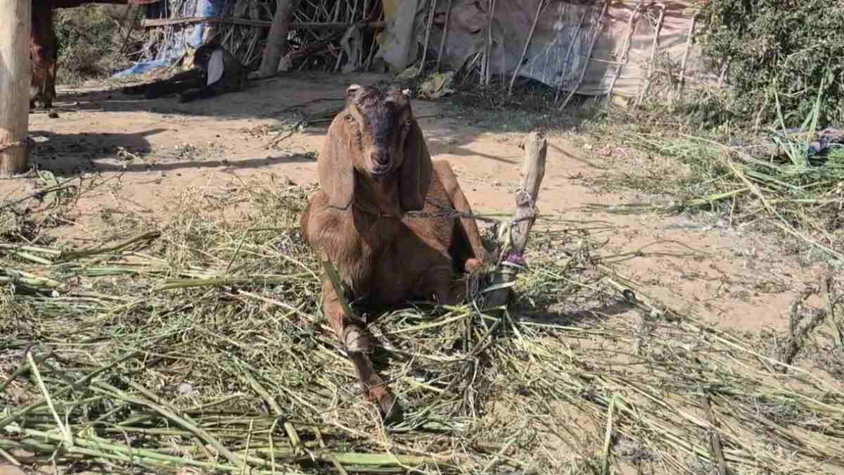‘सुल्तान को भी नहीं छोड़ा’, ईद से पहले 16 बकरा-बकरी चोरी, व्यापारी बनकर आए, कीमत लगाई और फिर रात में उठा ले गए