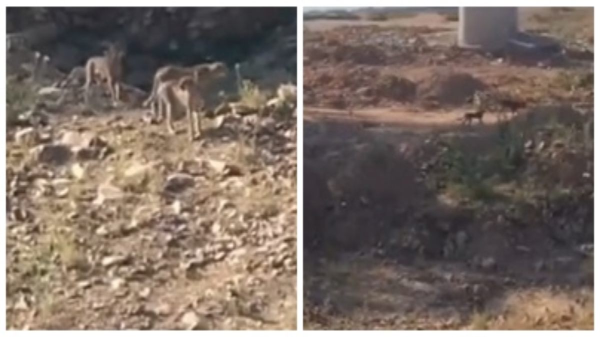 कूनो नेशनल पार्क से निकलकर रिहायशी इलाके में पहुंचा चीतों का परिवार, Video वायरल