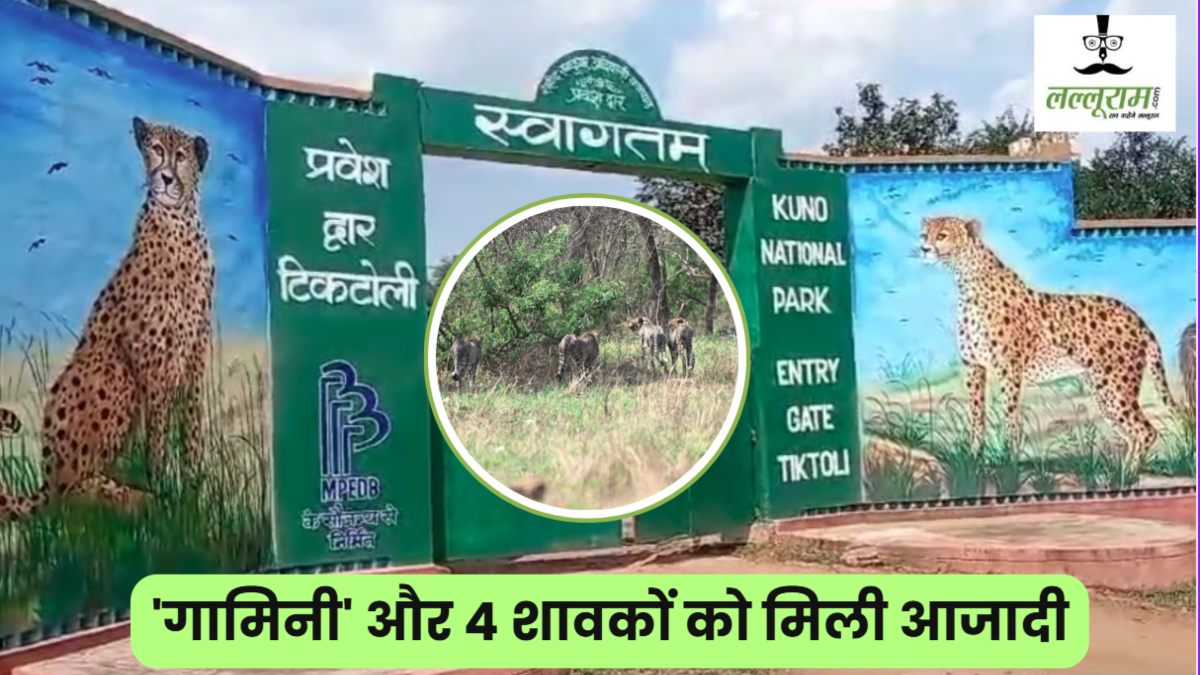कूनो नेशनल पार्क में छोड़े गए मादा चीता ‘गामिनी’ और उसके 4 शावक, CM डॉ मोहन बोले- खुले जंगल में फर्राटा भरेगा रफ्तार का राजा, पर्यटक कर सकेंगे दीदार