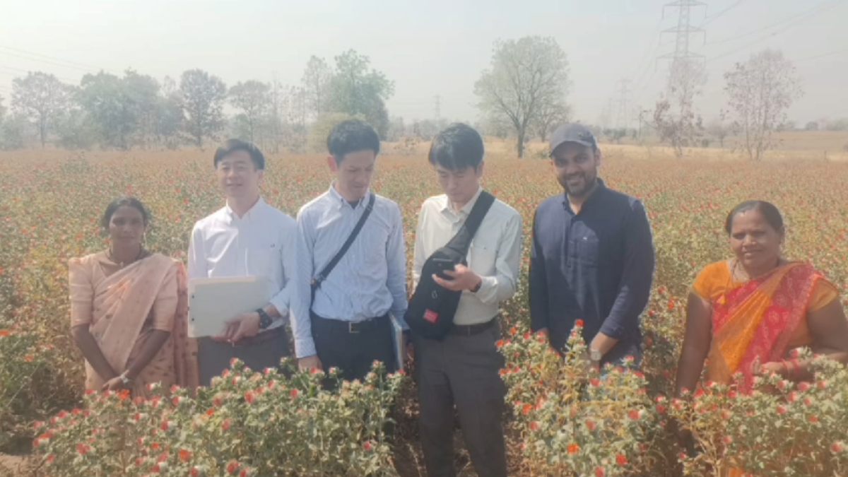 सात समंदर पार महकेगी निमाड़ की खुशबू: कुसुम फूलों से जापान में बनेगा फूड कलर, Japanese company के सदस्यों ने खंडवा में देखा खेती का तौर-तरीका