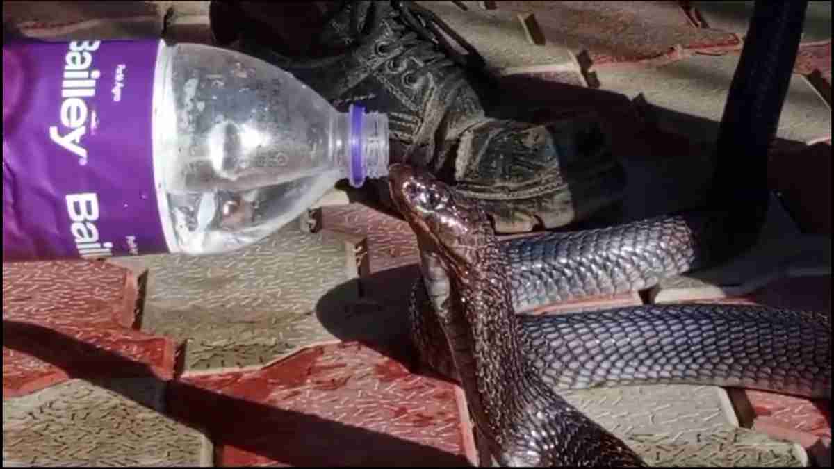Kobra Drink Water Video: प्यास से तड़प रहे ‘सांपों के राजा’ ने बोतल से पिया पानी, प्यास बुझते ही कोबरा में आई फुर्ती