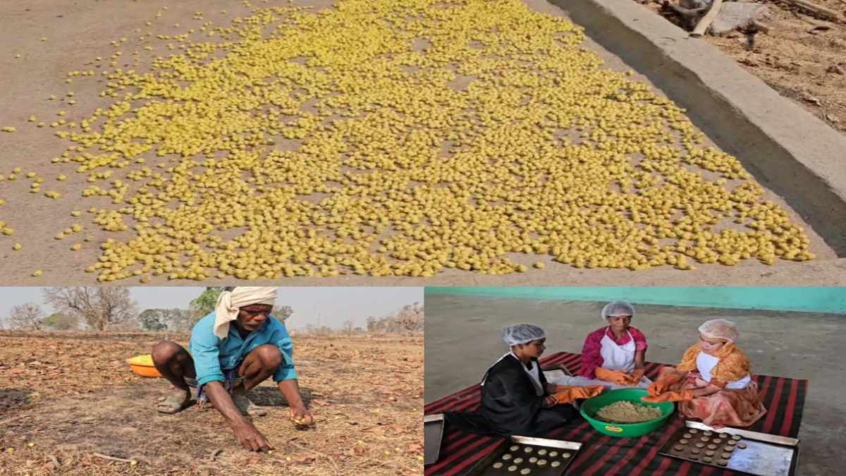 महुआ की मादकता से गुलजार हुआ गांव, करिश्माई पेड़ का ग्रामीण अर्थव्यवस्था में अहम योगदान, प्राकृतिक संपदाओं पर निर्भर हैं लोग