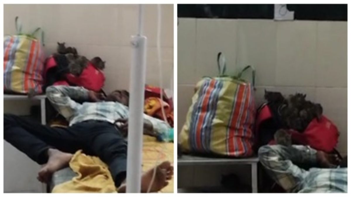 लापरवाही की हद! जिला अस्पताल के शिशु वार्ड में चूहों का आतंक, Video वायरल  