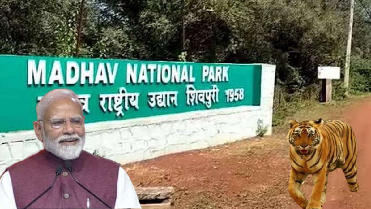 Madhav Tiger Reserve: कल MP को मिलेगा नौवां टाइगर रिजर्व, PM मोदी ने की तारीफ, कहा- वन्यजीव प्रेमियों के लिए अद्भुत खबर