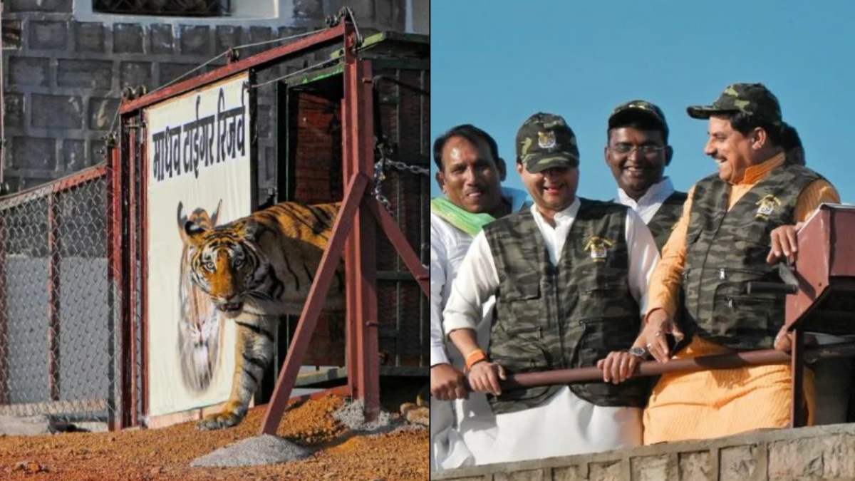 MP को मिला 9वां टाइगर रिजर्व: CM डॉ मोहन ने बाघ-बाघिन को छोड़ा, वेल कनेक्टेड है नया बाघ अभयारण्य, झांसी-ग्वालियर से इतनी है दूरी, जानें सबकुछ…