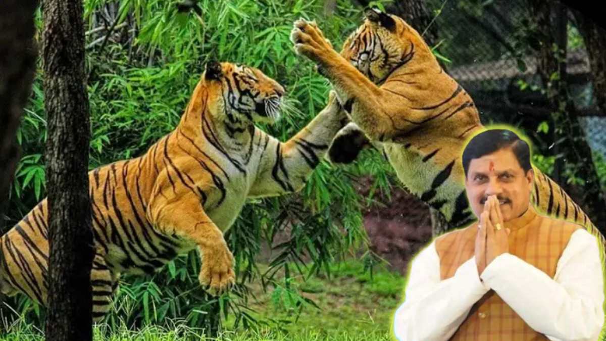 Tiger State में स्थापित हो रहे नए कीर्तिमान: MP को मिलेगा 9वां टाइगर रिजर्व पार्क, CM डॉ मोहन बोले- चंबल में पर्यटन का नया क्षेत्र रहेगा माधव नेशनल पार्क