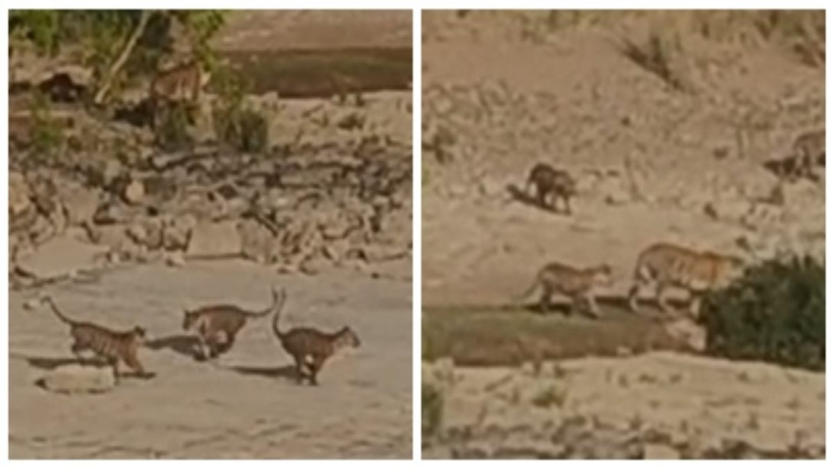 Panna Tiger Reserve Video: गर्मी से राहत पाने बाघिन ने लिया नदी का सहारा, शावकों के साथ अठखेलियां करते देख रोमांचित हुए पर्यटक