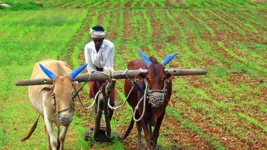 CAG REPORT: 26 लाख किसानों को इस कारण नहीं मिल पाया फसल सहायता योजना का लाभ